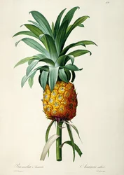 Bromelia Ananas, uit 